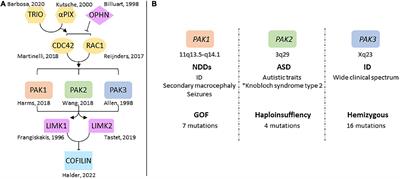 The molecular basis of p21-activated kinase-associated neurodevelopmental disorders: From genotype to phenotype